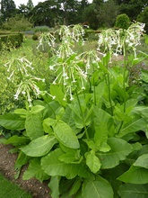 Tobacco plant